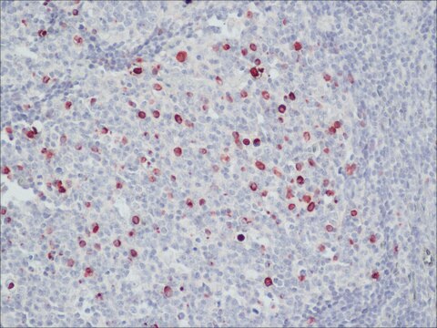 Anti-Human-IgM&#8722;Peroxidase (&#956;-kettenspezifisch) in Ziege hergestellte Antikörper affinity isolated antibody