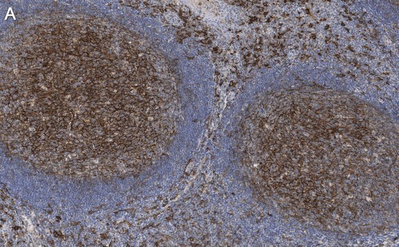 Anti-CD14 Antibody, clone 1B4 ZooMAb&#174; Rabbit Monoclonal recombinant, expressed in HEK 293 cells