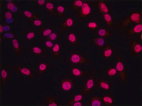 Anti-Histone H1.4 antibody produced in rabbit ~1.0&#160;mg/mL, affinity isolated antibody, buffered aqueous solution