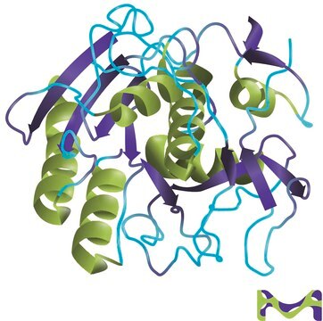 Proteinase&#160;K aus Tritirachium album buffered aqueous glycerol solution, for molecular biology, &#8805;800&#160;units/mL