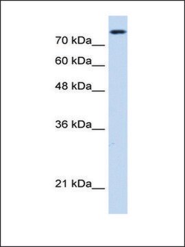 Anti-NCAPH antibody produced in rabbit affinity isolated antibody