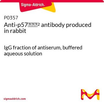 Anti-p57Kip2 antibody produced in rabbit IgG fraction of antiserum, buffered aqueous solution