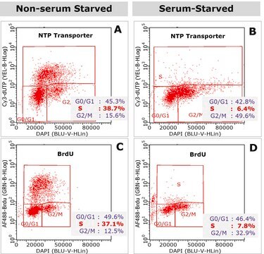 BioTracker NTP Transportermolekül Quick and efficient transport of labeled NTPs into cells for live cell imaging of DNA replication, synthesis, etc. Labeling of DNA with fluorescent NTPs is one of the essential methods in cell cycle analysis.