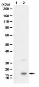 Anti-H3Q5dopaminyl