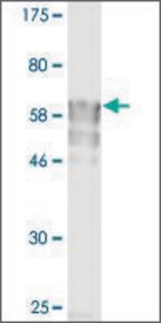 Monoclonal Anti-IL11RA antibody produced in mouse clone 3D4-G4, purified immunoglobulin, buffered aqueous solution