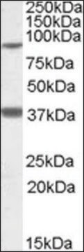 Anti-LASS1 antibody produced in goat affinity isolated antibody, buffered aqueous solution