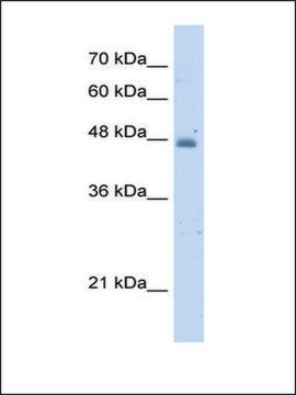 Anti-KYNU (AB2) antibody produced in rabbit IgG fraction of antiserum