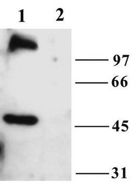 Anti-TrpC6 Antibody Chemicon&#174;, from rabbit