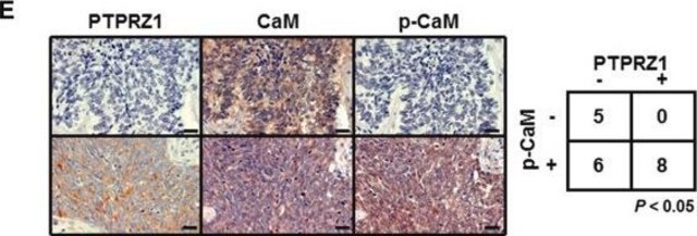 Anti-PTPRZ1 antibody produced in rabbit Prestige Antibodies&#174; Powered by Atlas Antibodies, affinity isolated antibody, buffered aqueous glycerol solution