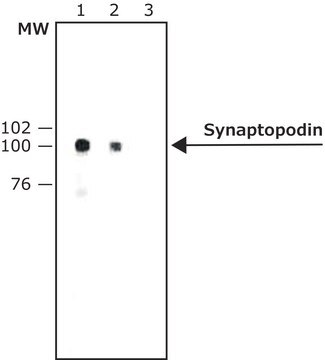 Anti-Synaptopodin (SE-19) antibody produced in rabbit IgG fraction of antiserum, buffered aqueous solution