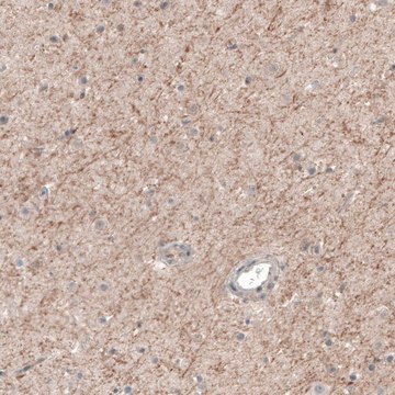 Anti-CHRM3 antibody produced in rabbit Prestige Antibodies&#174; Powered by Atlas Antibodies, affinity isolated antibody, buffered aqueous glycerol solution