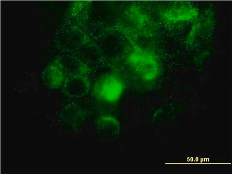 Monoclonal Anti-ITGA2 antibody produced in mouse clone 2B6, purified immunoglobulin, buffered aqueous solution