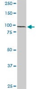 Anti-RFX6 antibody produced in rabbit purified immunoglobulin, buffered aqueous solution