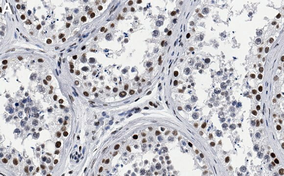 Anti-CBP Antibody, clone 3N20 ZooMAb&#174; Rabbit Monoclonal recombinant, expressed in HEK 293 cells