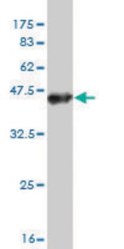 Monoclonal Anti-TTYH1 antibody produced in mouse clone 4A9, purified immunoglobulin, buffered aqueous solution