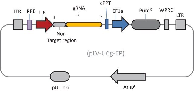 Lenti CRISPR Non-Target gRNA Control Transduction Particles, High Titer (LV02 vector)