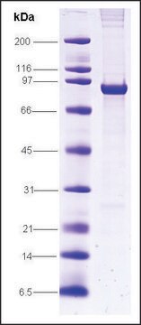 SV40 T-antigen from simian virus recombinant, expressed in insect cells, &#8805;80% (SDS-PAGE)