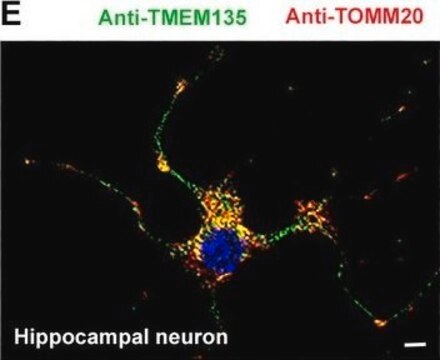 Monoclonal Anti-TOMM20 antibody produced in mouse clone 4F3, purified immunoglobulin, buffered aqueous solution