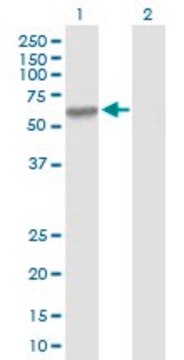 Anti-MMP3 antibody produced in mouse purified immunoglobulin, buffered aqueous solution