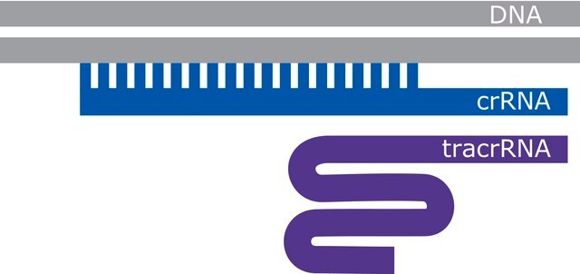 SygRNA&#8482; Cas9 Synthetic Modified tracrRNA