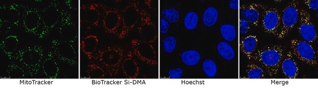 BioTracker Si-DMA Singlet Oxygen Live Cell Dye Live cell imaging dye for singlet oxygen (1O2) localized to mitochondria. Singlet oxygen is important in the field of cancer therapy, photodynamic medicine and other skin treatments.