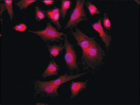 Anti-PKM2 (C-terminal) antibody produced in rabbit ~1.5&#160;mg/mL, affinity isolated antibody