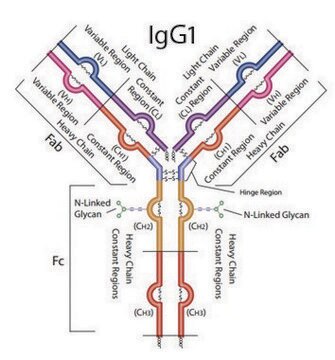 SILu&#8482;Lite SigmaMAb Universal Antibody Standard human