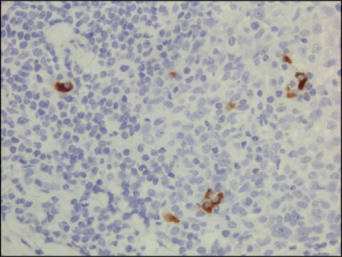 Anti-Human IgG3 antibody, Rabbit monoclonal recombinant, expressed in HEK 293 cells, clone RM119, purified immunoglobulin