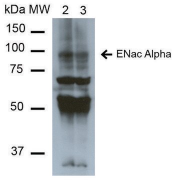 Monoclonal Anti-ENaC alpha-FITC antibody produced in mouse clone 2G4