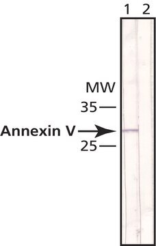 Anti-Annexin V antibody, Mouse monoclonal clone AN5, purified from hybridoma cell culture