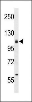 ANTI-CD49F(C-TERMINAL) antibody produced in rabbit purified immunoglobulin, buffered aqueous solution