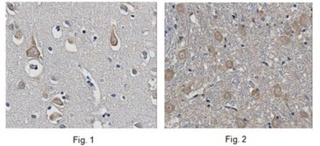 Anti-pro-BDNF Antibody, clone 5D4.1 clone 5D4.1, 1&#160;mg/mL, from mouse