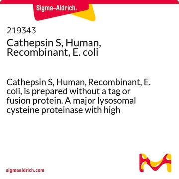 Cathepsin S, Human, Recombinant, E. coli Cathepsin S, Human, Recombinant, E. coli, is prepared without a tag or fusion protein. A major lysosomal cysteine proteinase with high specific activity.