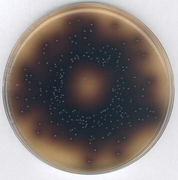 GranuCult&#174; plus Bile Aesculin Azide Agar ISO 7899-2, for Streptococcus spp., for Enterococcus spp., suitable for microbiology