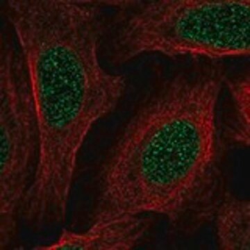 Anti-TMEM233 antibody produced in rabbit Prestige Antibodies&#174; Powered by Atlas Antibodies, affinity isolated antibody, buffered aqueous glycerol solution