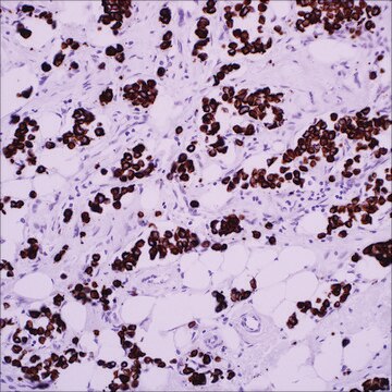 Cytokeratin (CAM 5.2) Mouse Monoclonal Antibody