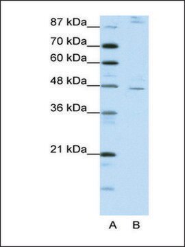 Anti-NR2F2 (AB1) antibody produced in rabbit IgG fraction of antiserum