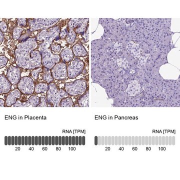 Anti-ENG antibody produced in rabbit Prestige Antibodies&#174; Powered by Atlas Antibodies, affinity isolated antibody, buffered aqueous glycerol solution