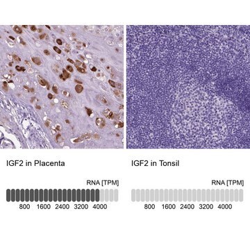 Anti-IGF2 antibody produced in rabbit Prestige Antibodies&#174; Powered by Atlas Antibodies, affinity isolated antibody, buffered aqueous glycerol solution