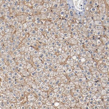 Anti-SLCO2B1 antibody produced in rabbit Prestige Antibodies&#174; Powered by Atlas Antibodies, affinity isolated antibody, buffered aqueous glycerol solution