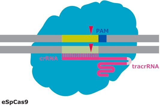 eSpCas9 Protein from&nbsp;Streptococcus pyogenes with mutations conferring enhanced specificity, recombinant, expressed in&nbsp;E. coli, 1X NLS