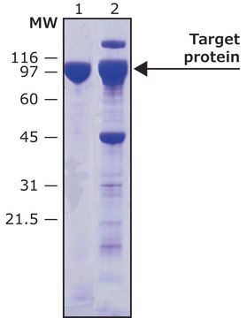 HRV-3C Protease, Biotin tagged Recombinant protein, 0.8-1.2&#160;mg/mL, aqueous solution