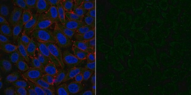 Anti-Dynein Antibody, IC, cytosolic, clone 74.1, Alexa Fluor&#8482; 488 Conjugate clone 74.1, from mouse, ALEXA FLUOR&#8482; 488