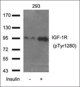 Anti-phospho-IGF-1R (pTyr1280) antibody produced in rabbit affinity isolated antibody