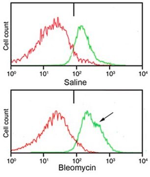 Anti-Pro-Collagen Type I, A1/COL1A1 from rabbit, purified by affinity chromatography