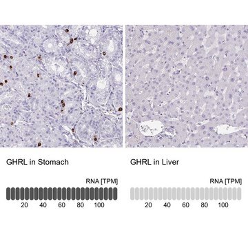 Anti-GHRL antibody produced in rabbit Prestige Antibodies&#174; Powered by Atlas Antibodies, affinity isolated antibody, buffered aqueous glycerol solution