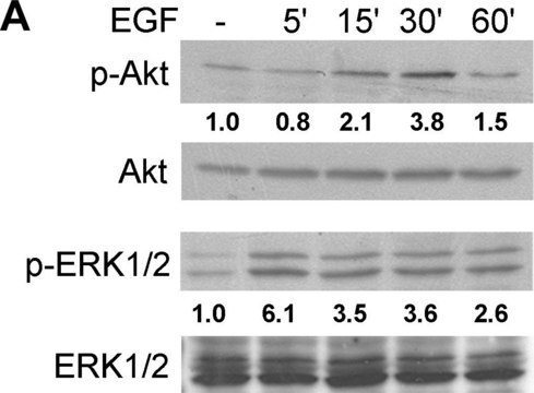 Monoklonale Anti-MAP-Kinase, aktiviert (Diphosphorylierter ERK-1&amp;2) in Maus hergestellte Antikörper clone MAPK-YT, ascites fluid