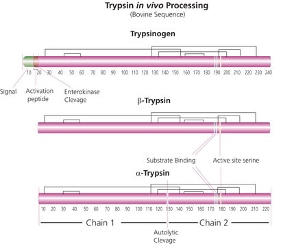 Trypsin aus Rinderpankreas TPCK Treated, essentially salt-free, lyophilized powder, &#8805;10,000&#160;BAEE units/mg protein