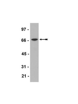 Anti-Myc Tag Antibody, clone 4A6, HRP conjugate clone 4A6, Upstate&#174;, from mouse