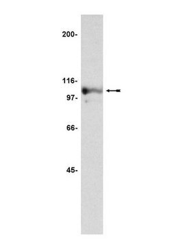 Anti-Nucleolin Antibody, clone 3G4B2 culture supernatant, clone 3G4B2, Upstate&#174;